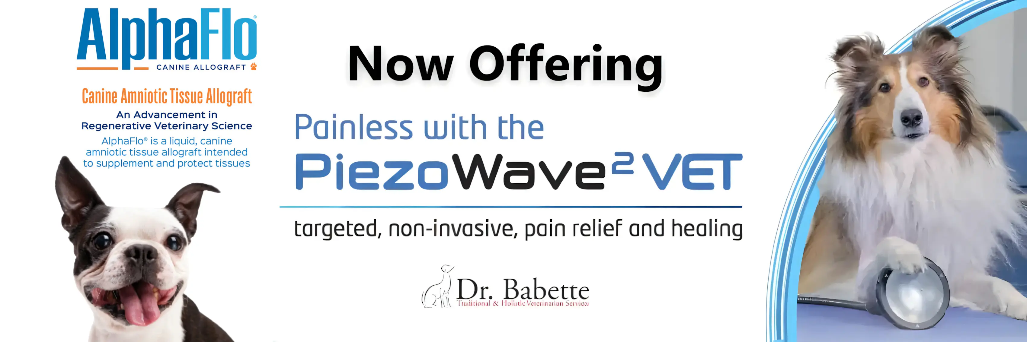 Dr. Babette Gladstein - Integrative Veterinary Medicine & Canine Wellness
